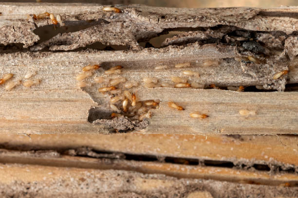 Best Best Pest Control Companies  in Greensburg, LA