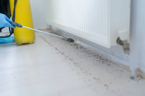 Best Affordable Pest Control Services  in Greensburg, LA